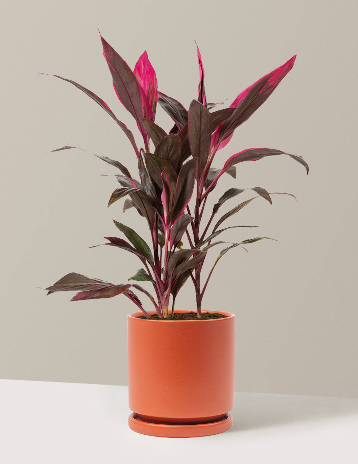 Büyük Boy Cordyline 'Red Sister'