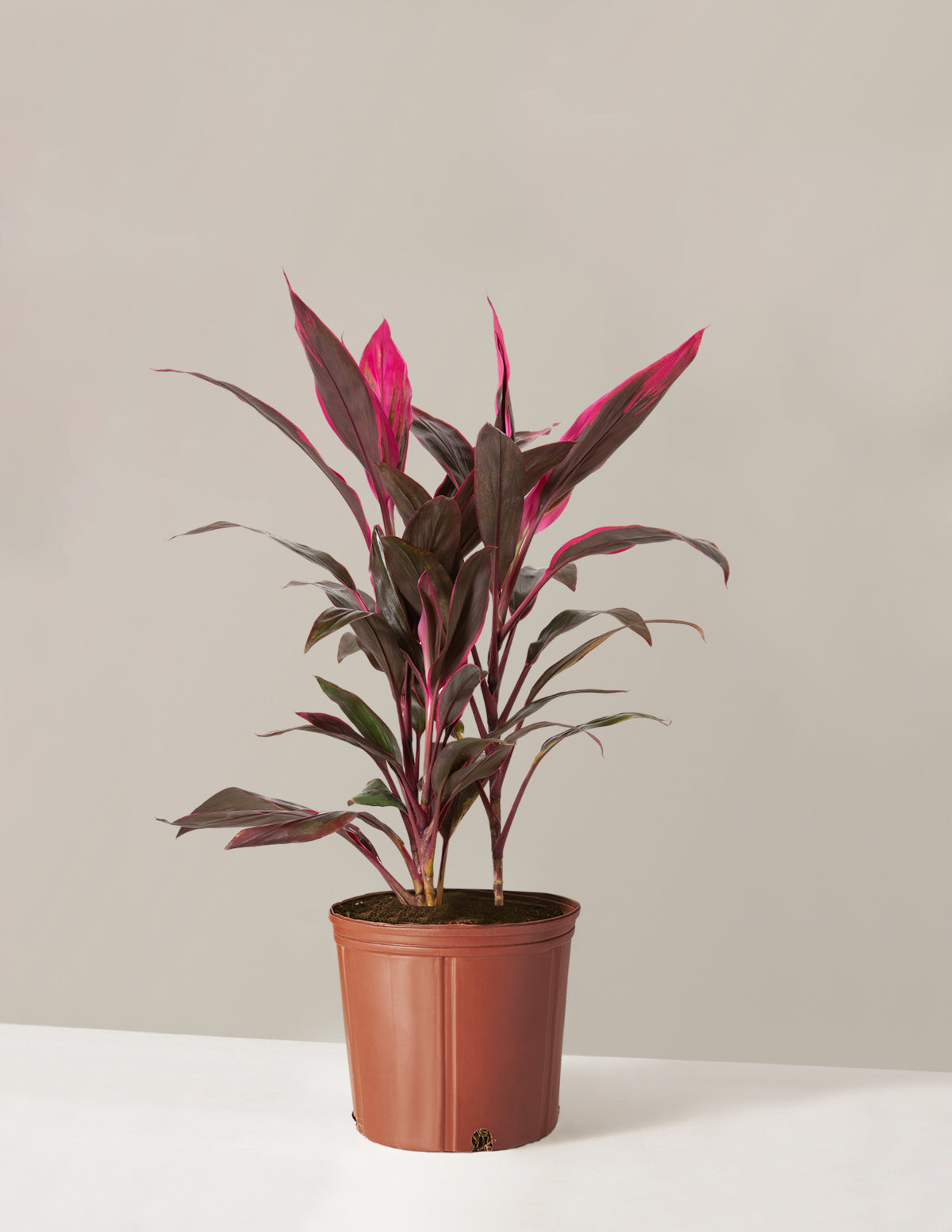 Büyük Boy Cordyline 'Red Sister'
