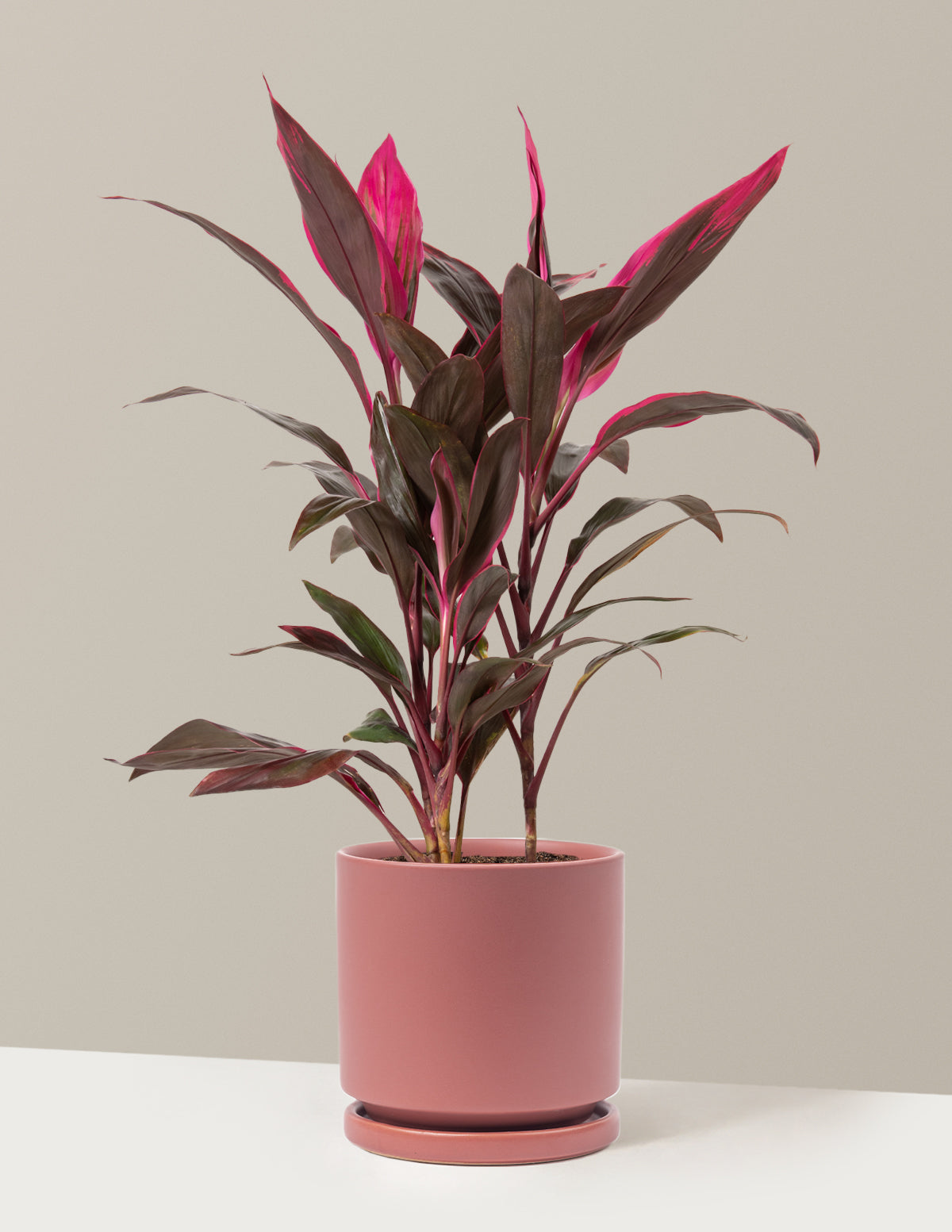 Büyük Boy Cordyline 'Red Sister'