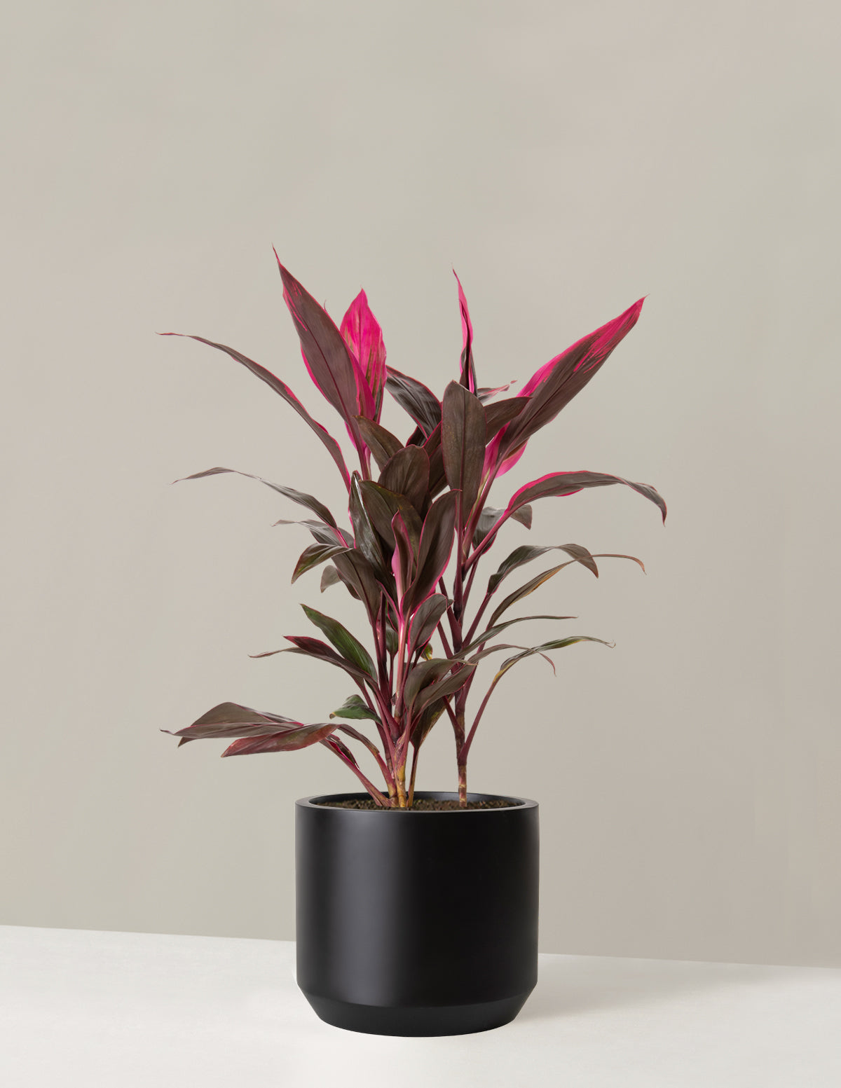 Büyük Boy Cordyline 'Red Sister'