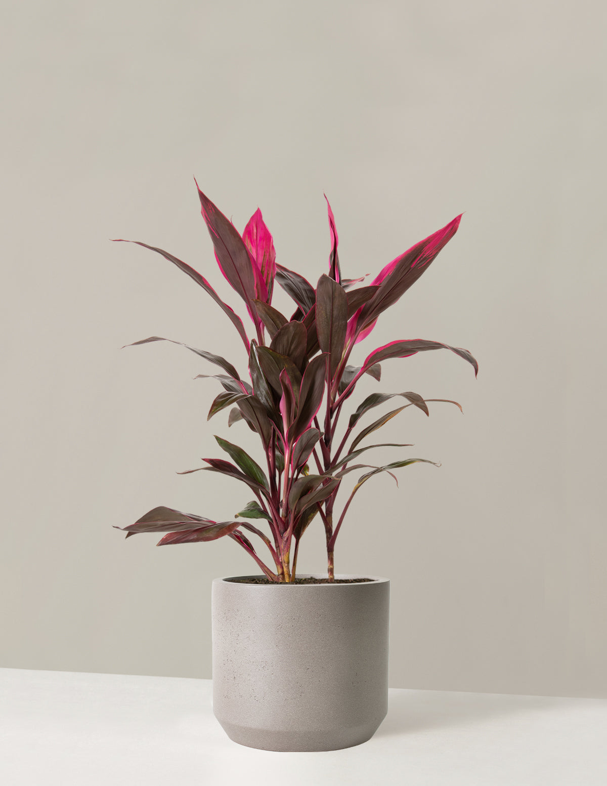 Büyük Boy Cordyline 'Red Sister'