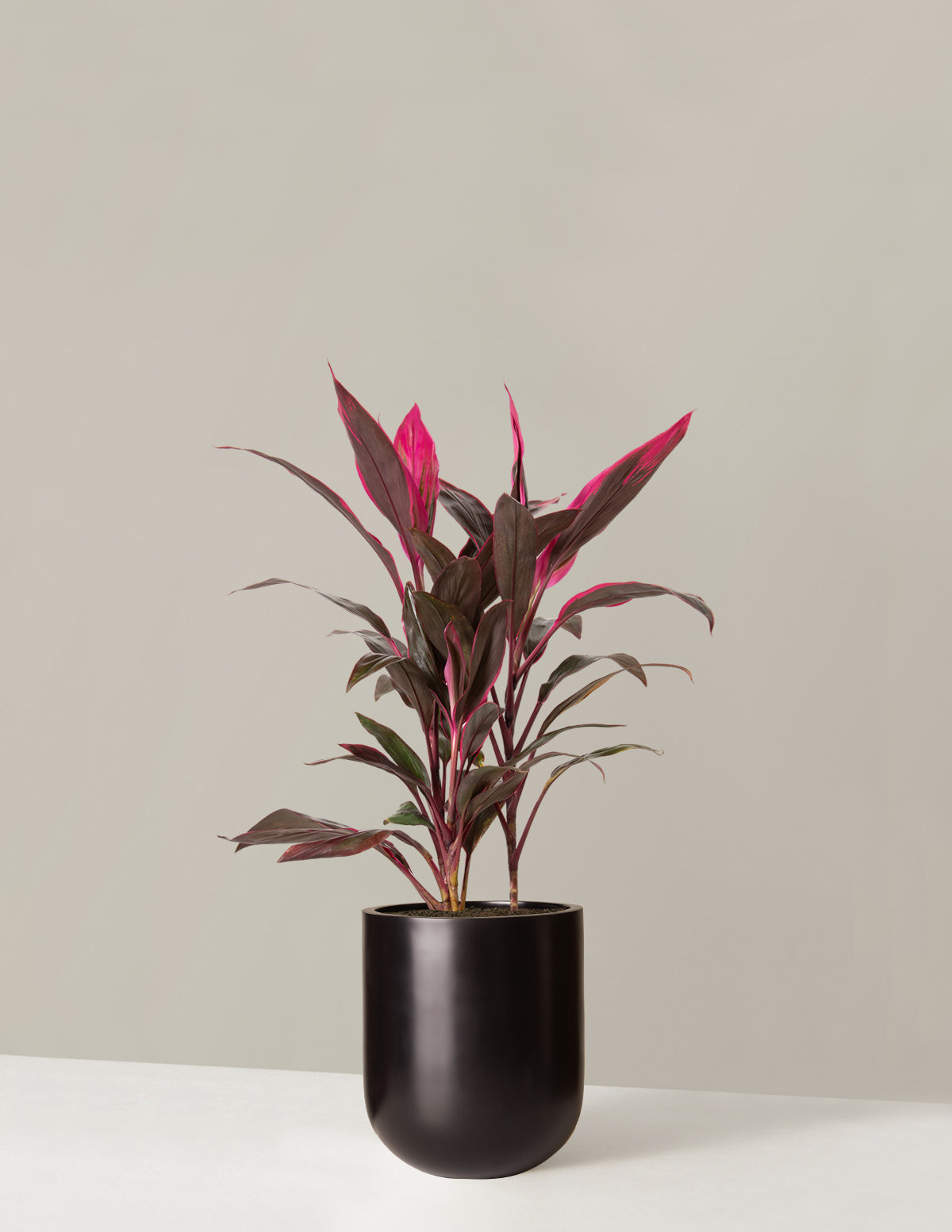 Büyük Boy Cordyline 'Red Sister'