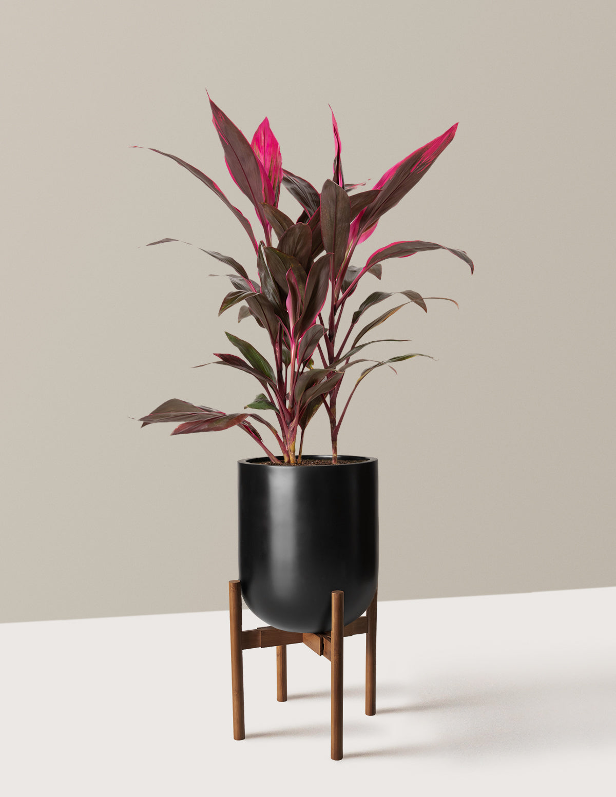 Büyük Boy Cordyline 'Red Sister'