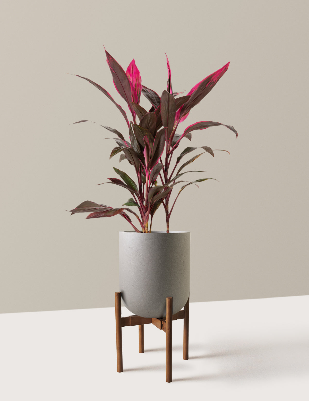 Büyük Boy Cordyline 'Red Sister'