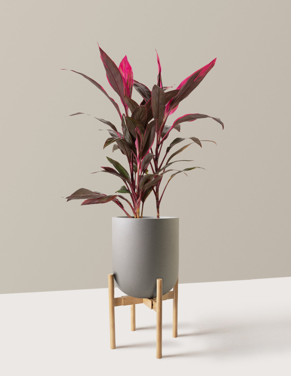 Büyük Boy Cordyline 'Red Sister'