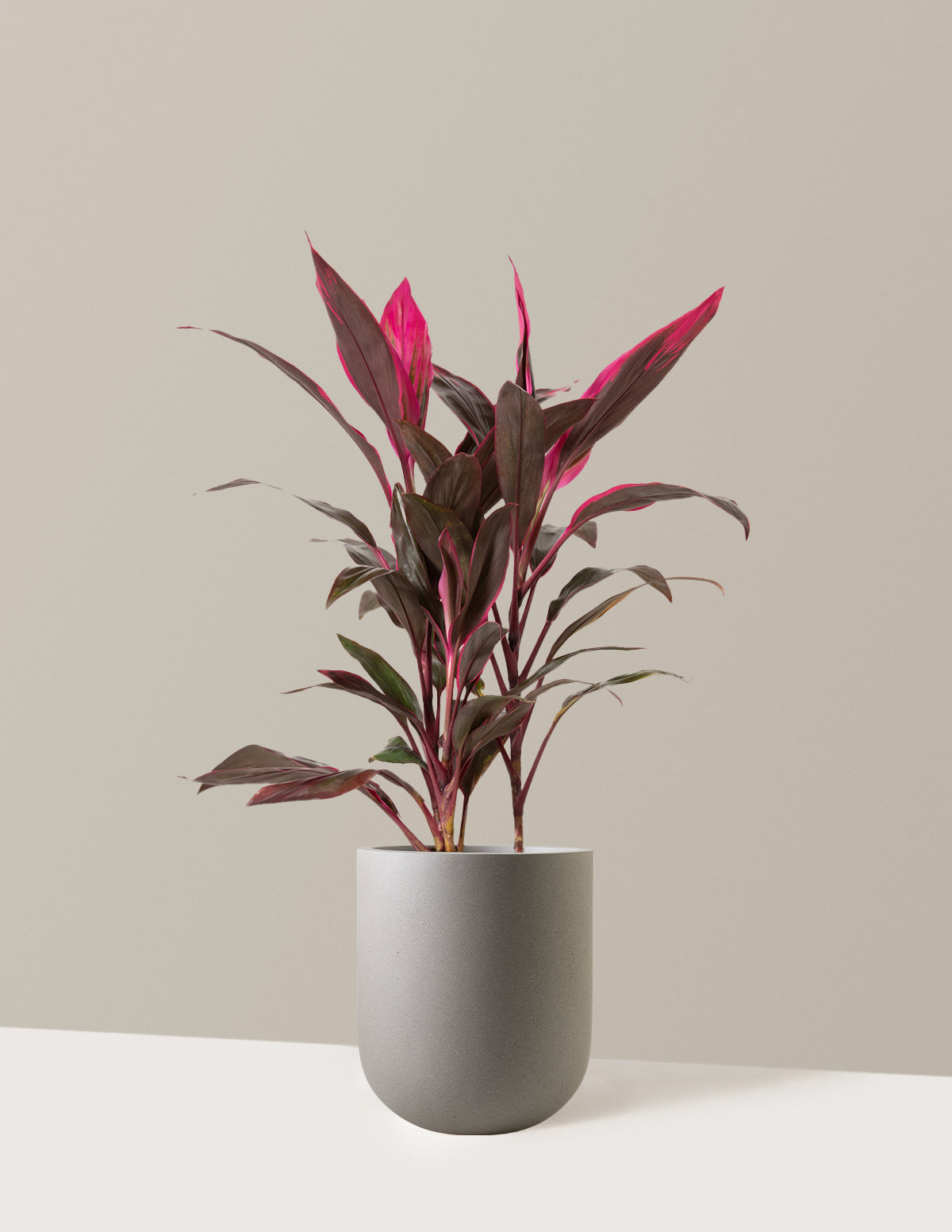 Büyük Boy Cordyline 'Red Sister'