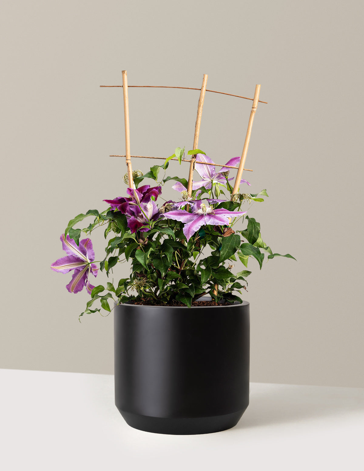 Dr. Ruppel Clematis