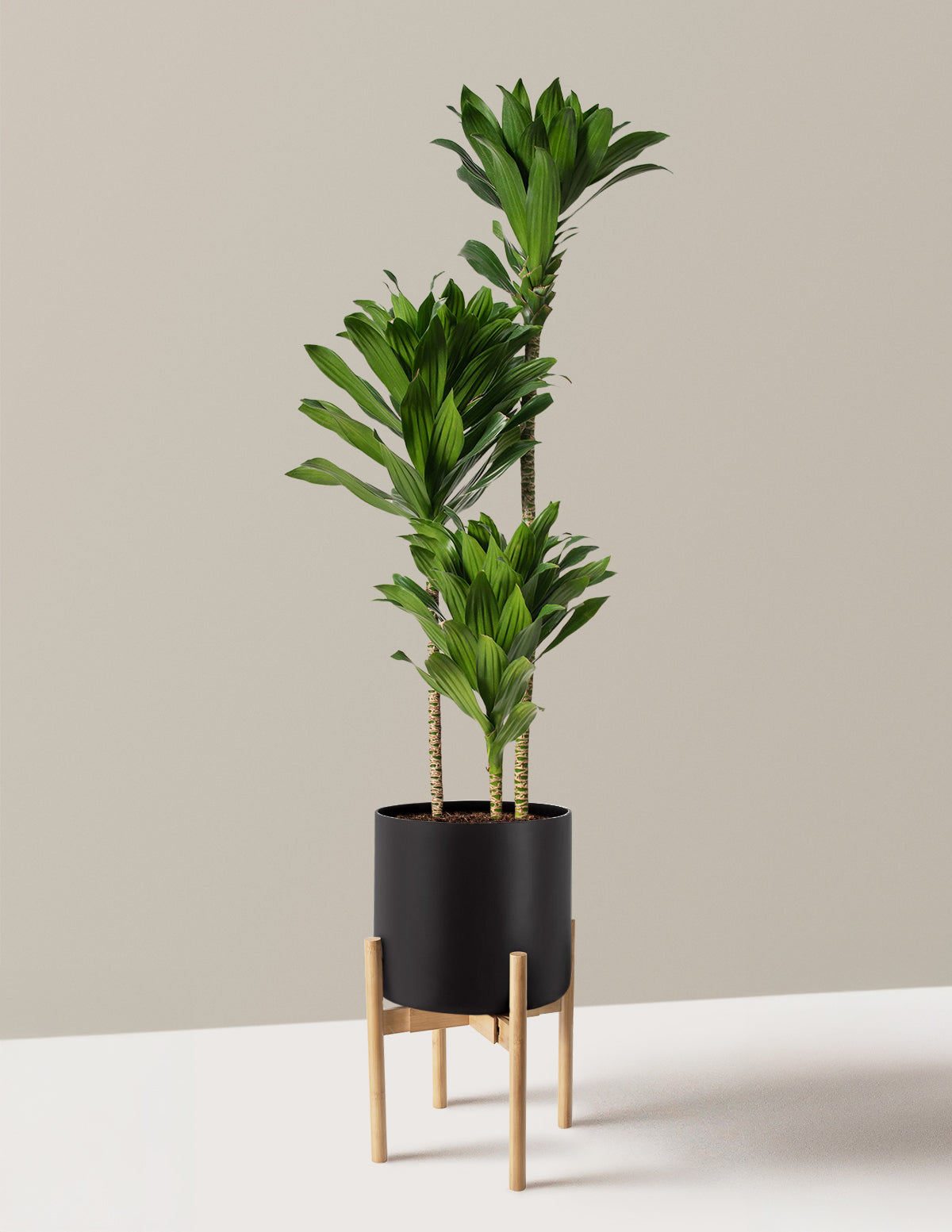 Büyük Dracaena Compacta Cane
