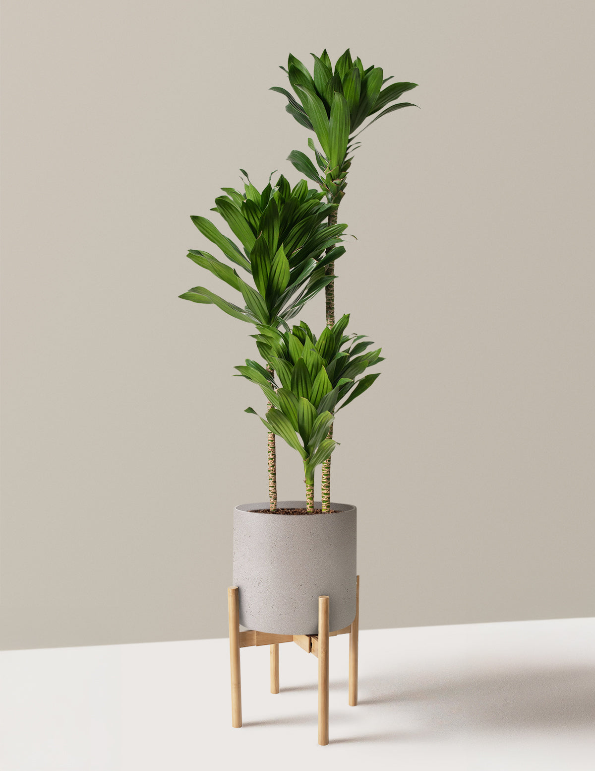 Büyük Dracaena Compacta Cane