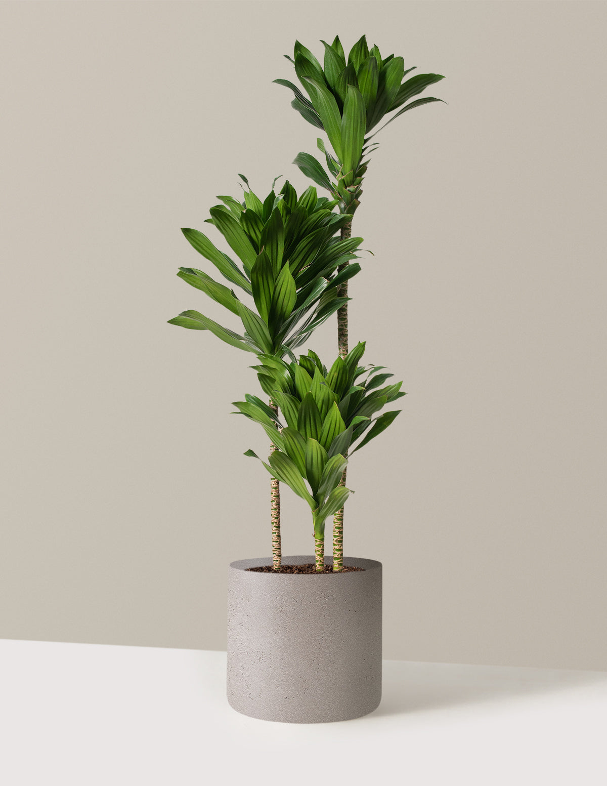 Büyük Dracaena Compacta Cane