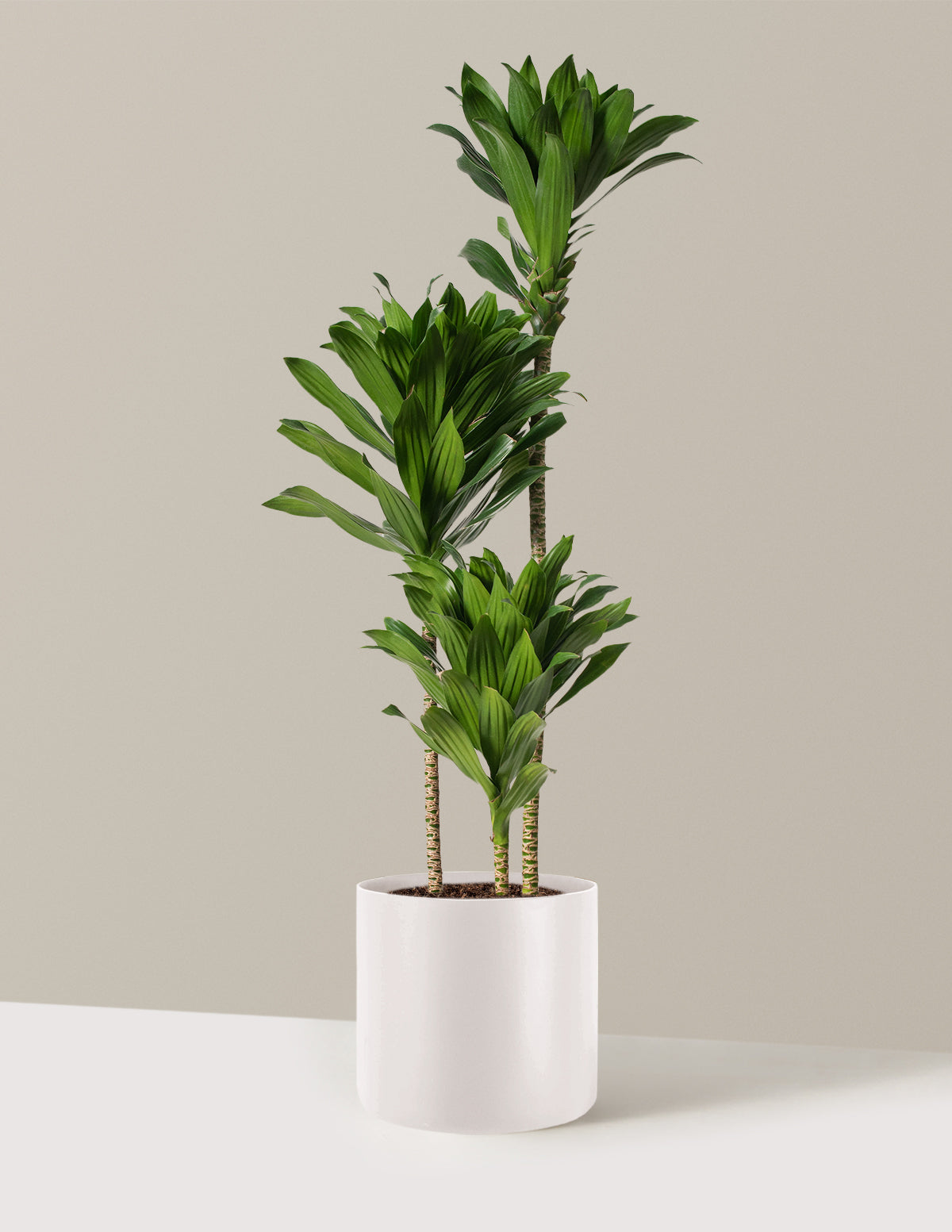 Büyük Dracaena Compacta Cane