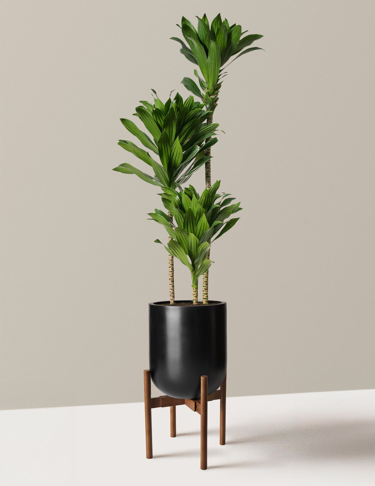 Büyük Dracaena Compacta Cane