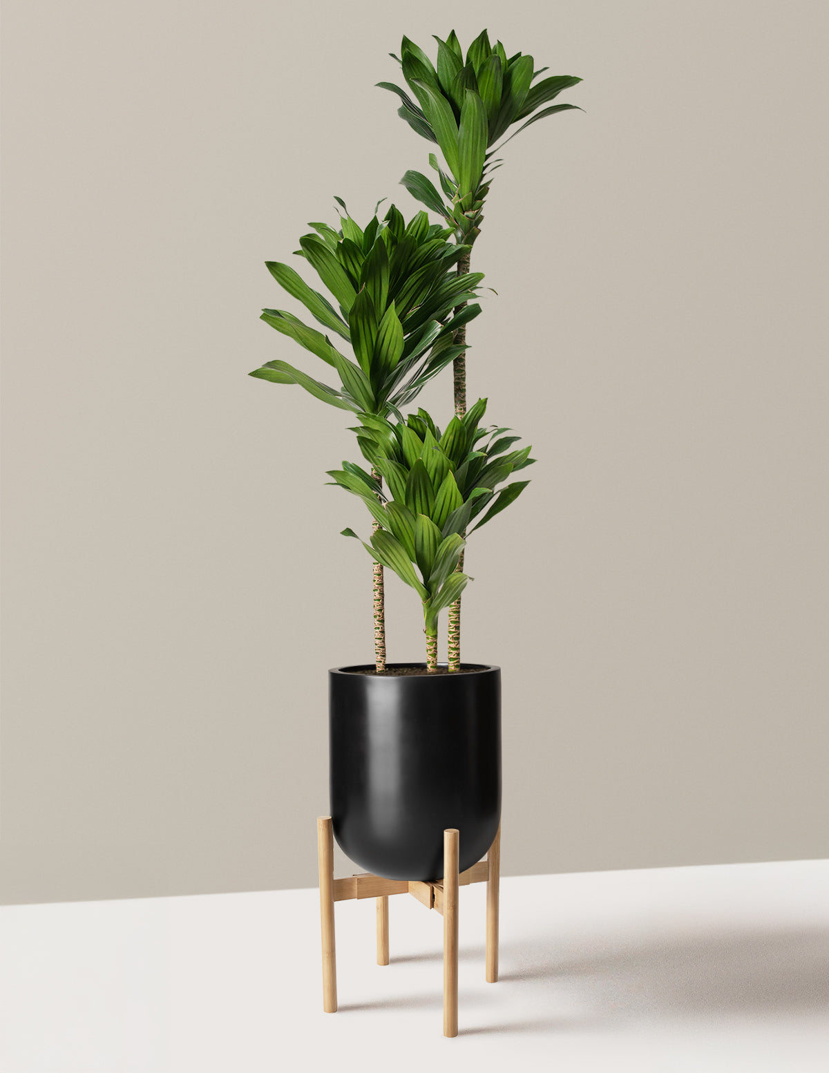 Büyük Dracaena Compacta Cane
