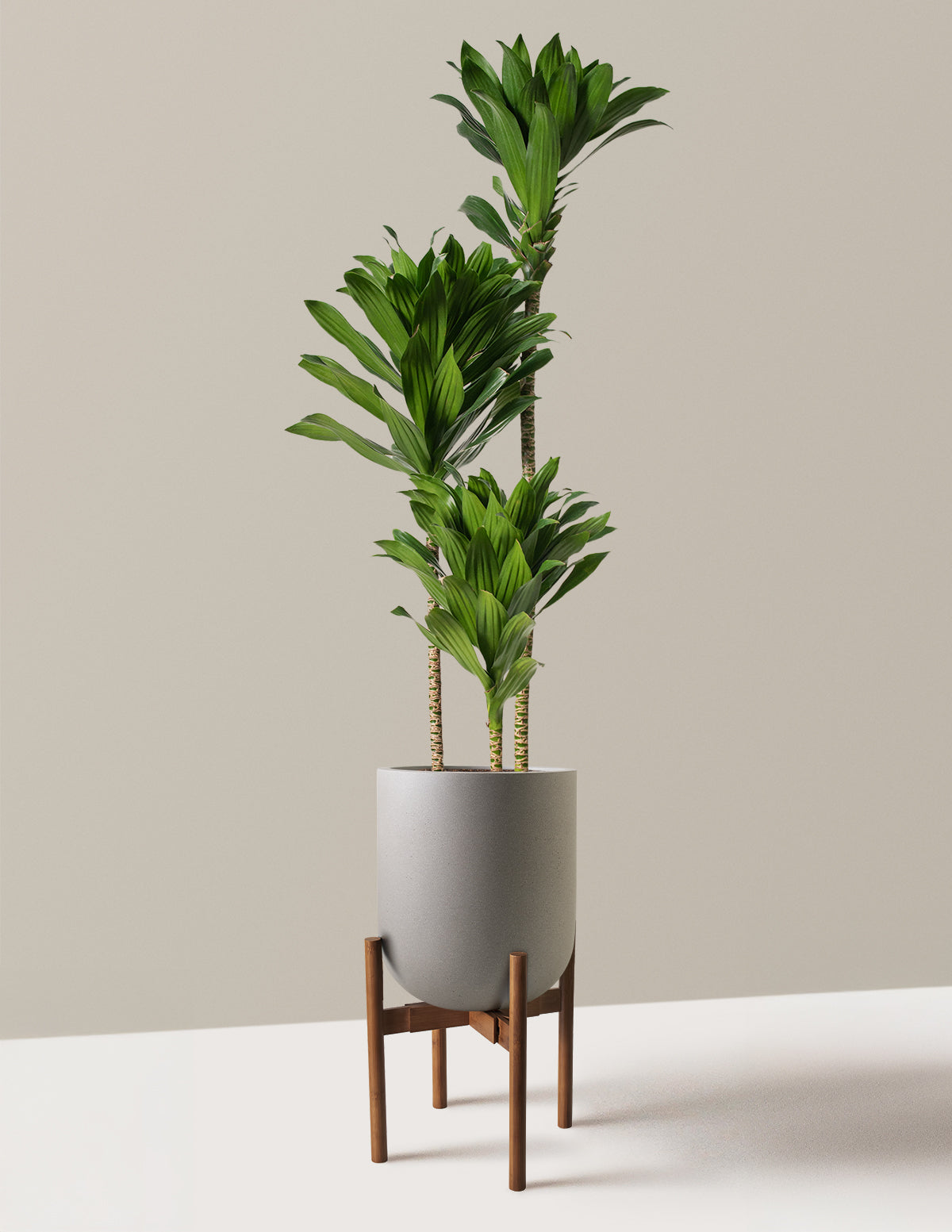 Büyük Dracaena Compacta Cane