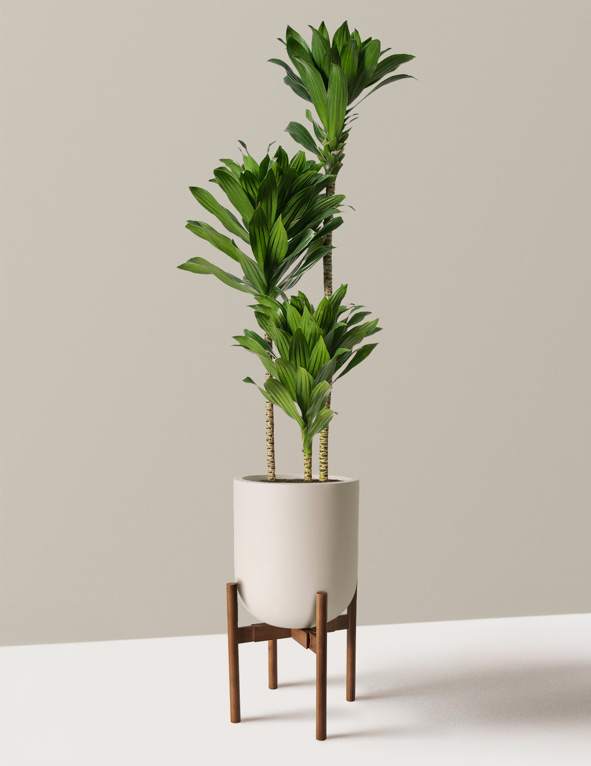 Büyük Dracaena Compacta Cane