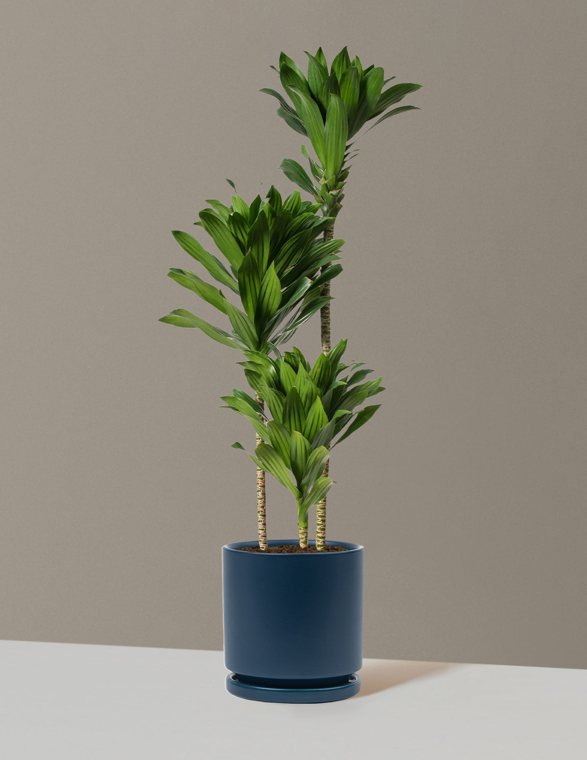 Büyük Dracaena Compacta Cane