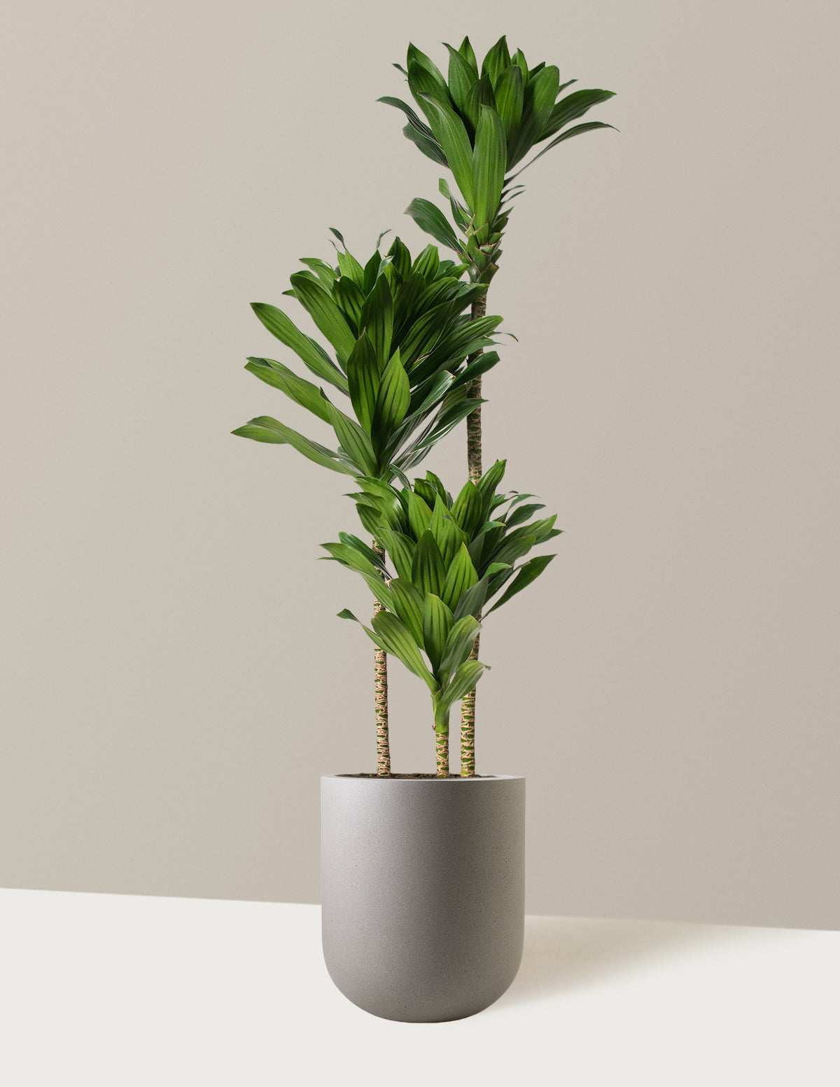 Büyük Dracaena Compacta Cane