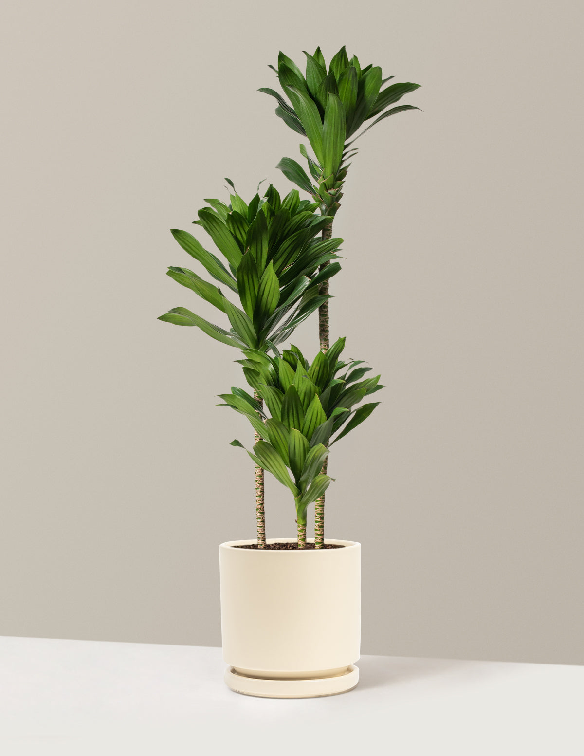 Büyük Dracaena Compacta Cane