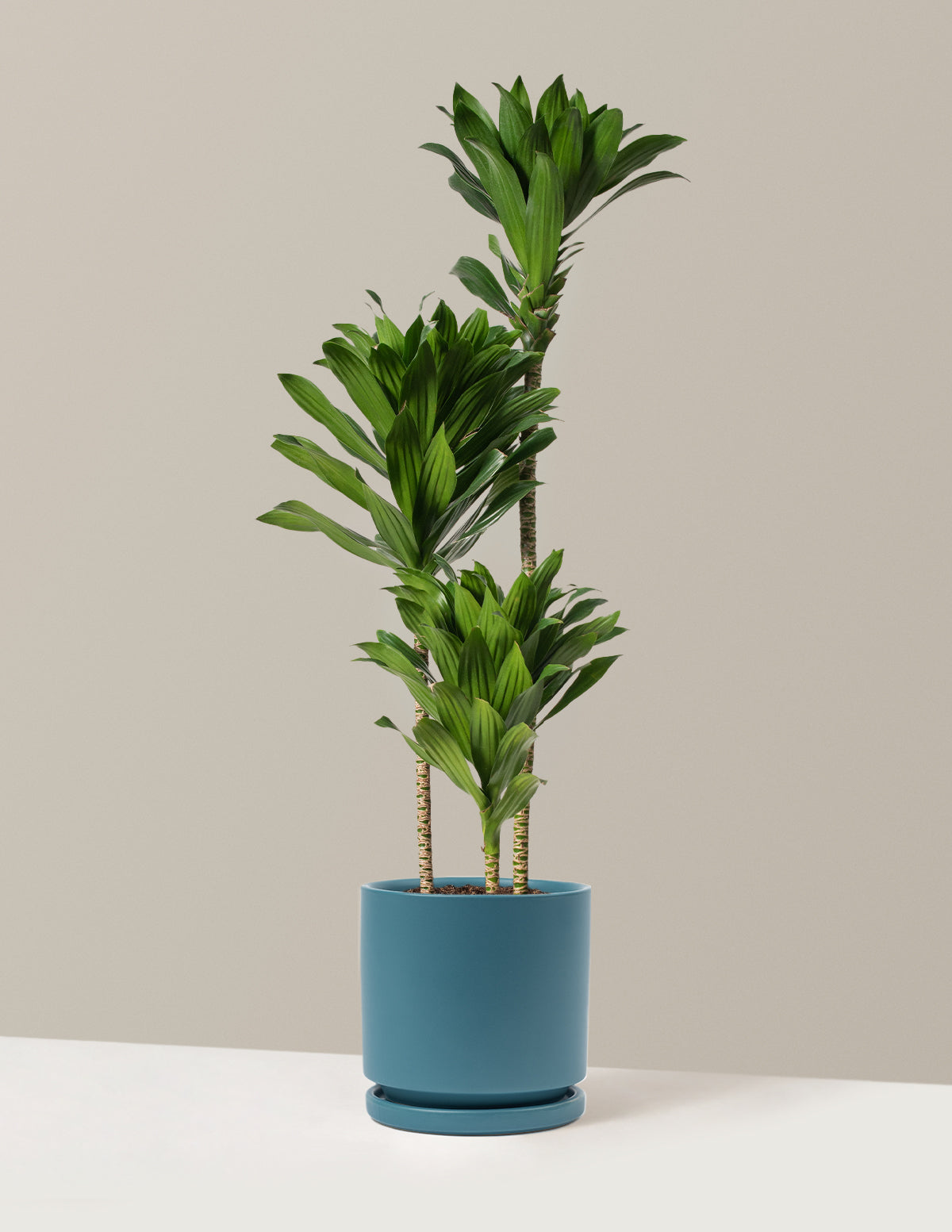 Büyük Dracaena Compacta Cane