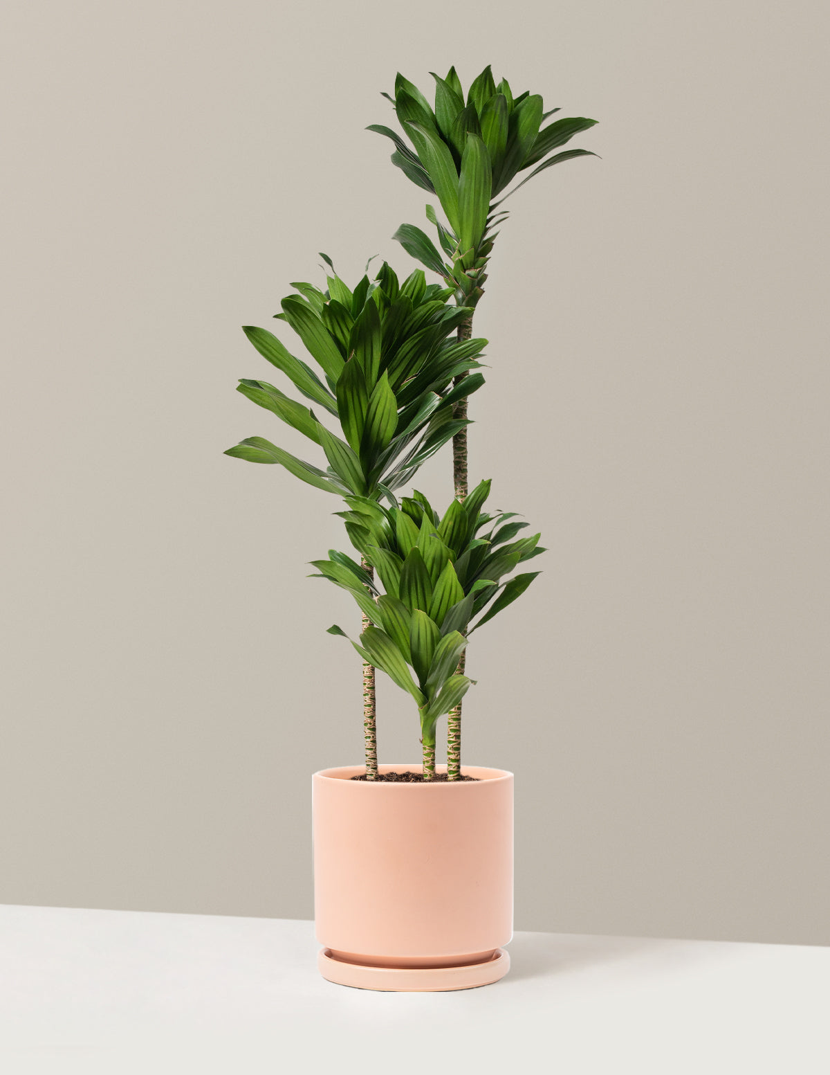 Büyük Dracaena Compacta Cane