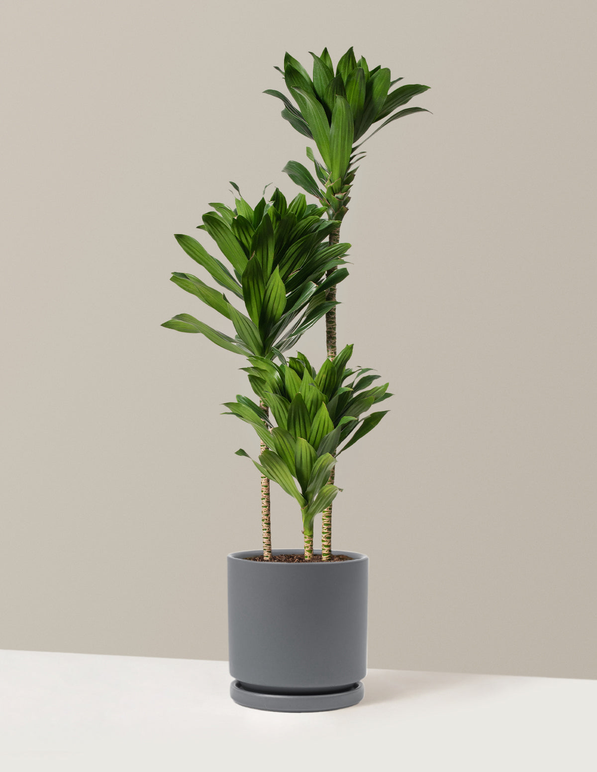 Büyük Dracaena Compacta Cane