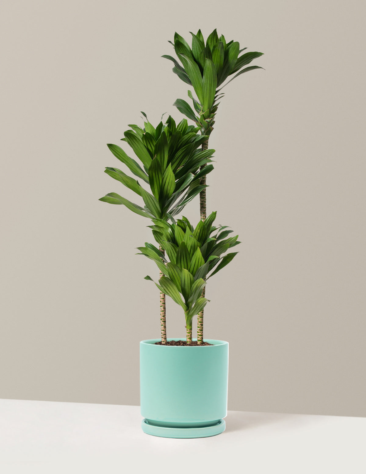 Büyük Dracaena Compacta Cane