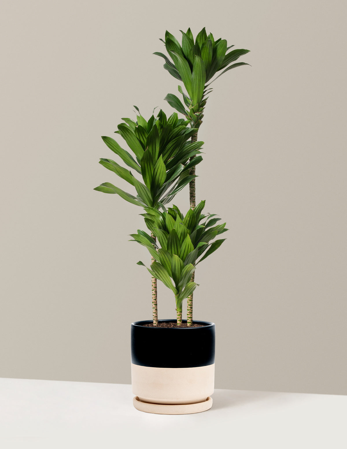 Büyük Dracaena Compacta Cane