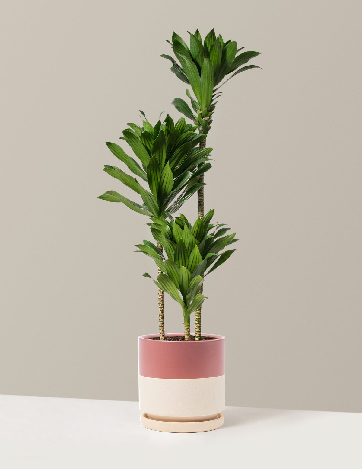 Büyük Dracaena Compacta Cane
