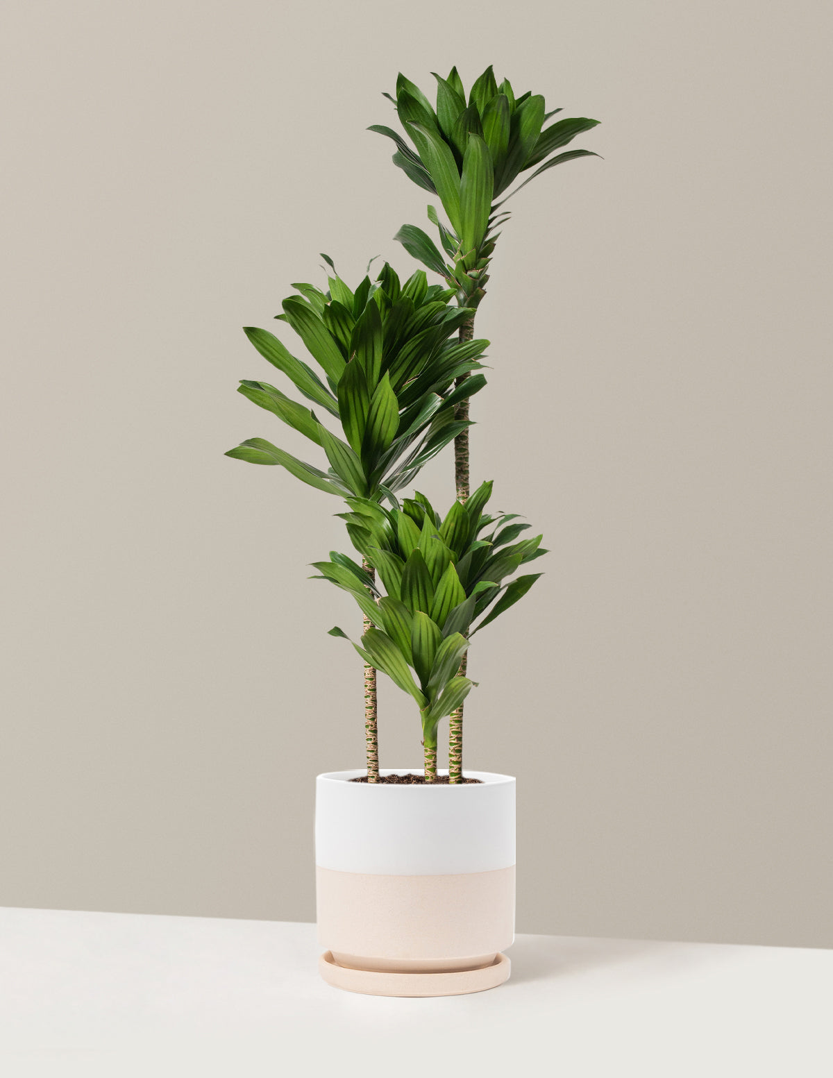 Büyük Dracaena Compacta Cane