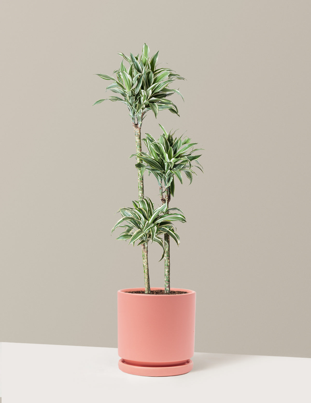 Büyük Boy Dracaena Warneckii White Jewel