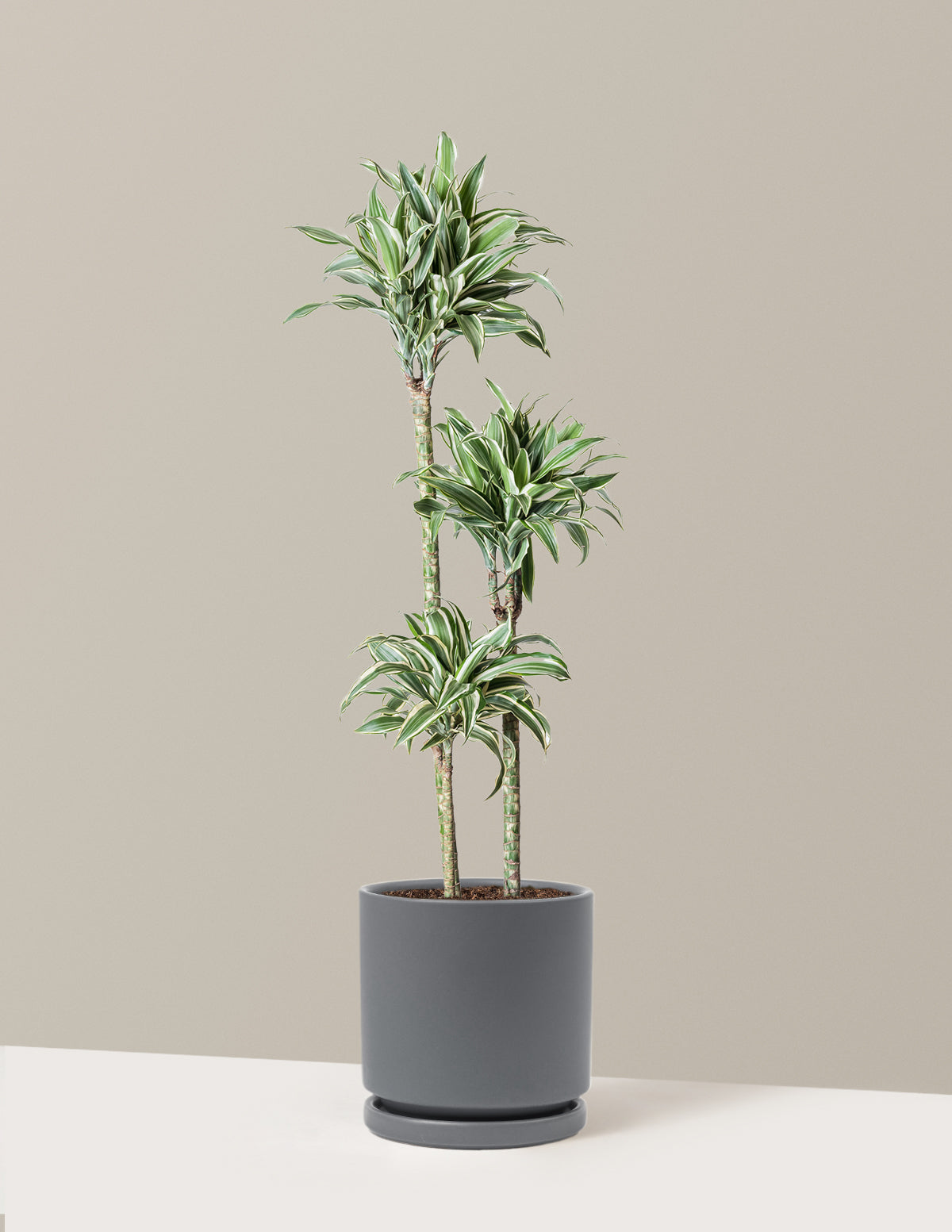 Büyük Boy Dracaena Warneckii White Jewel