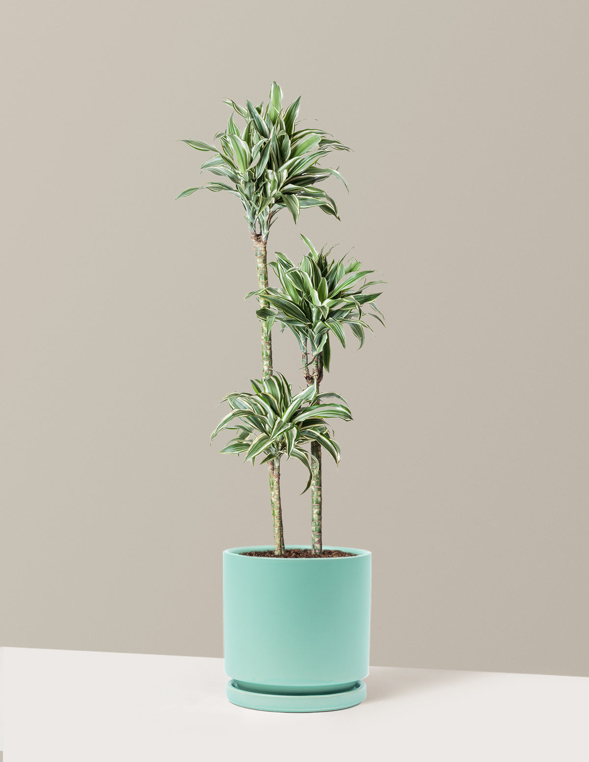 Büyük Boy Dracaena Warneckii White Jewel