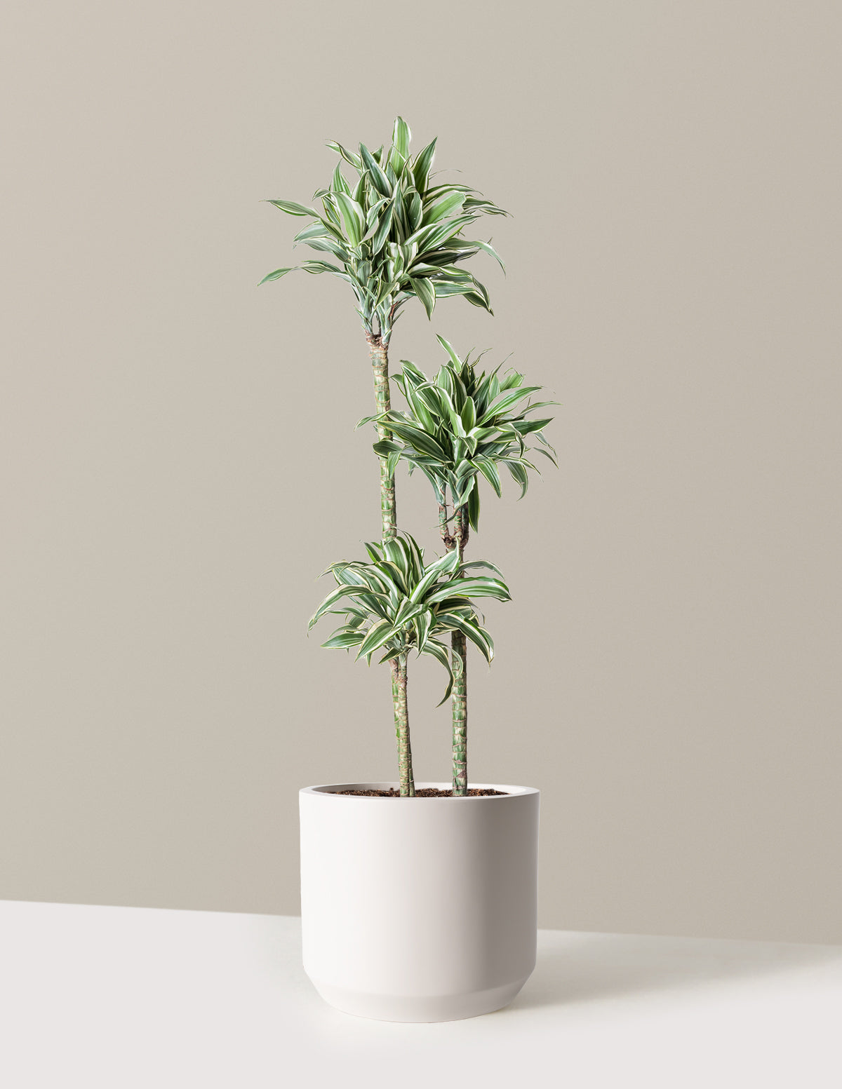Büyük Boy Dracaena Warneckii White Jewel