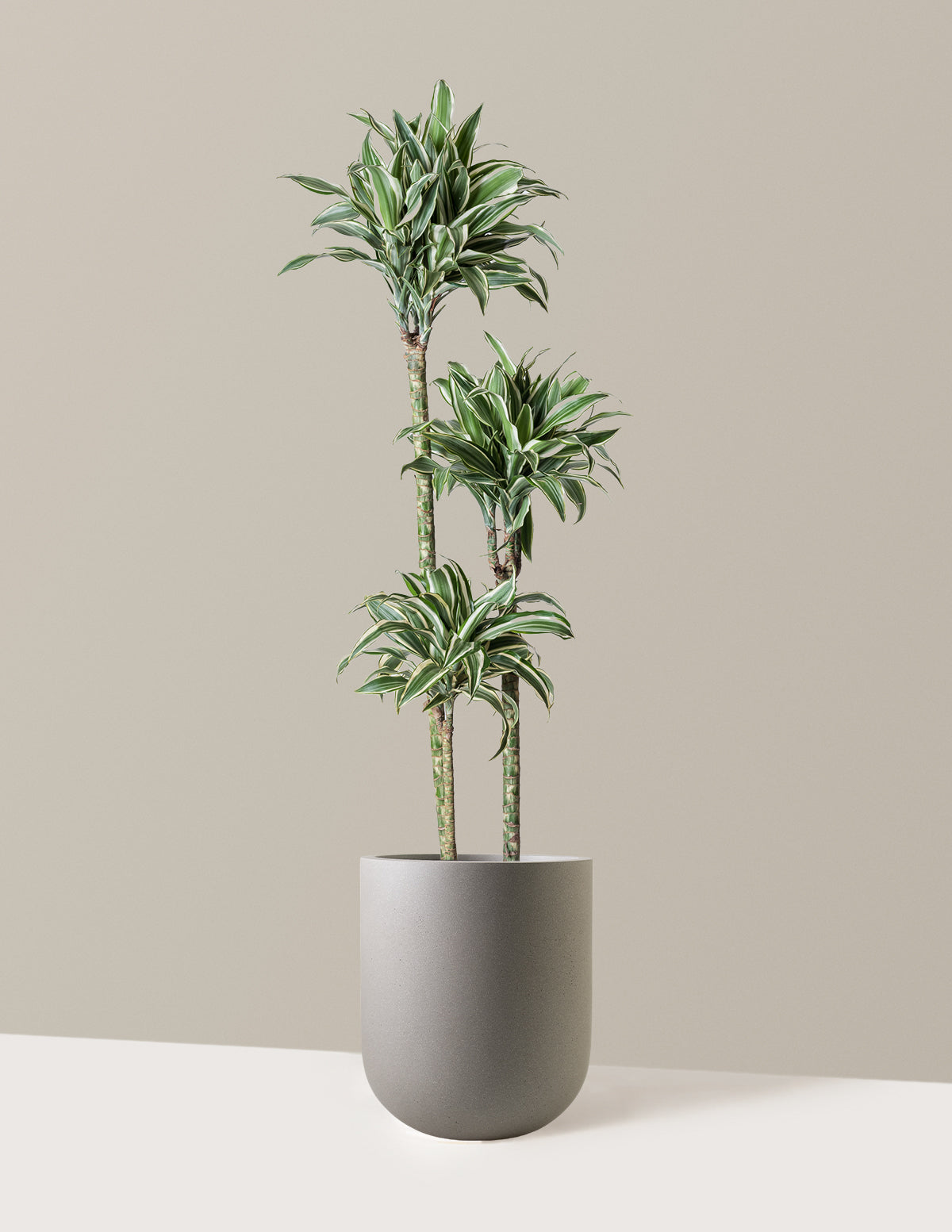 Büyük Boy Dracaena Warneckii White Jewel