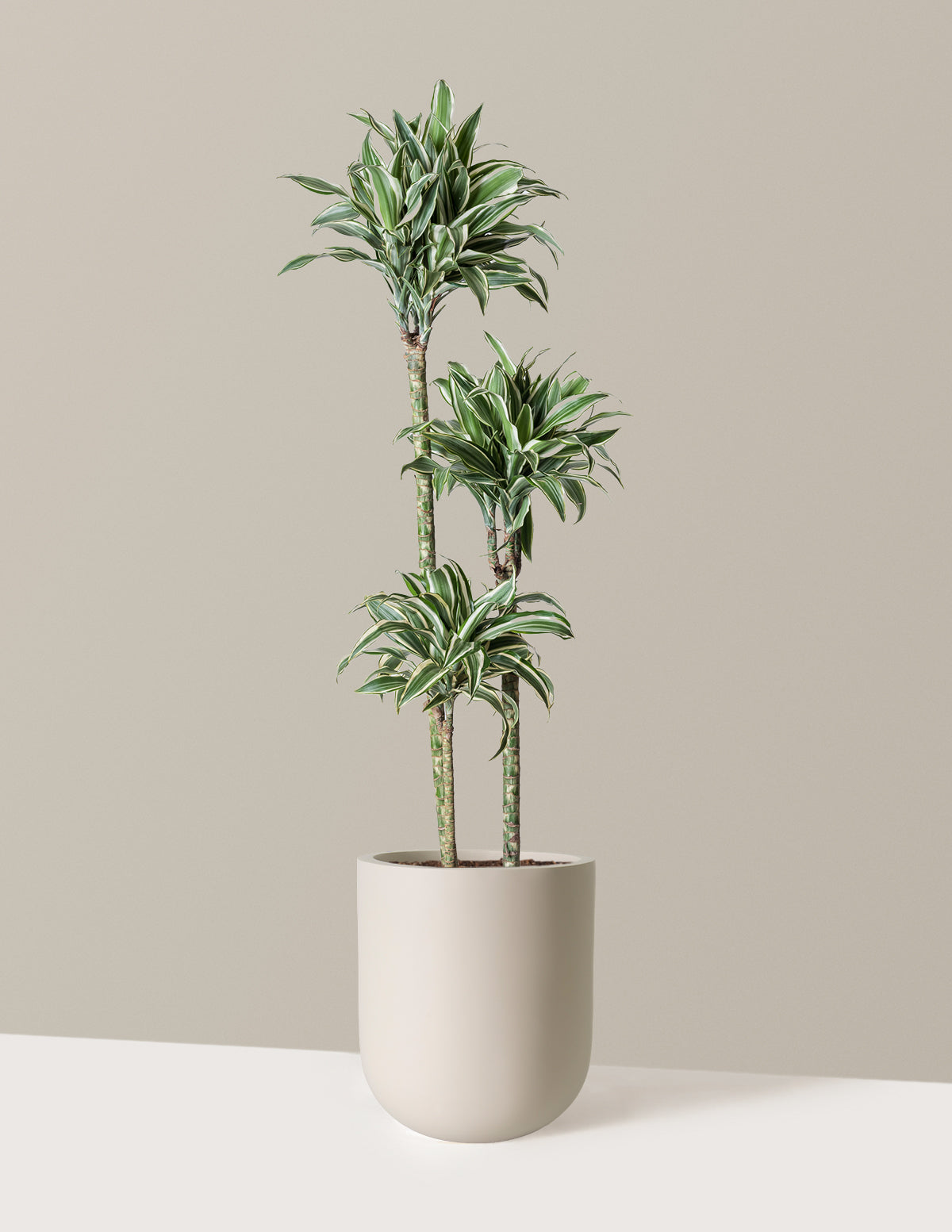 Büyük Boy Dracaena Warneckii White Jewel