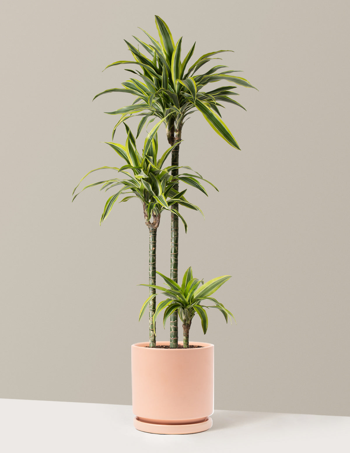 Büyük Boy Dracaena Lemon Lime