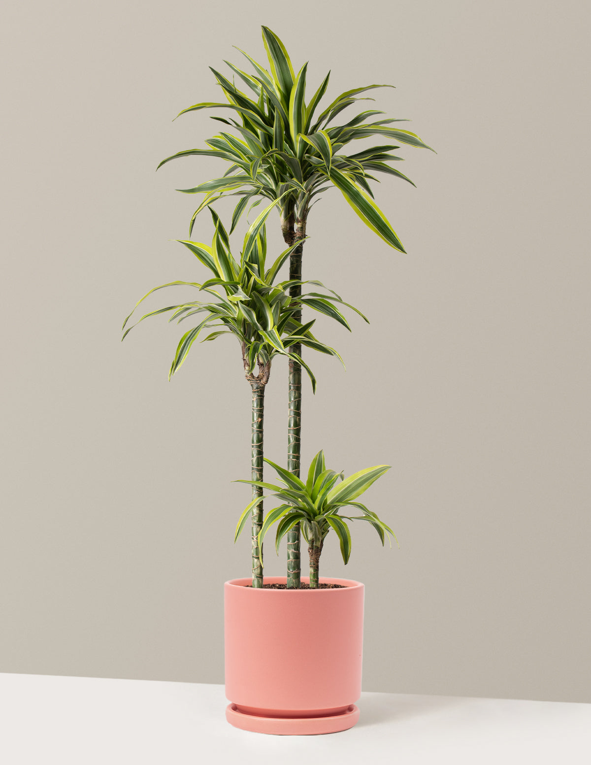 Büyük Boy Dracaena Lemon Lime