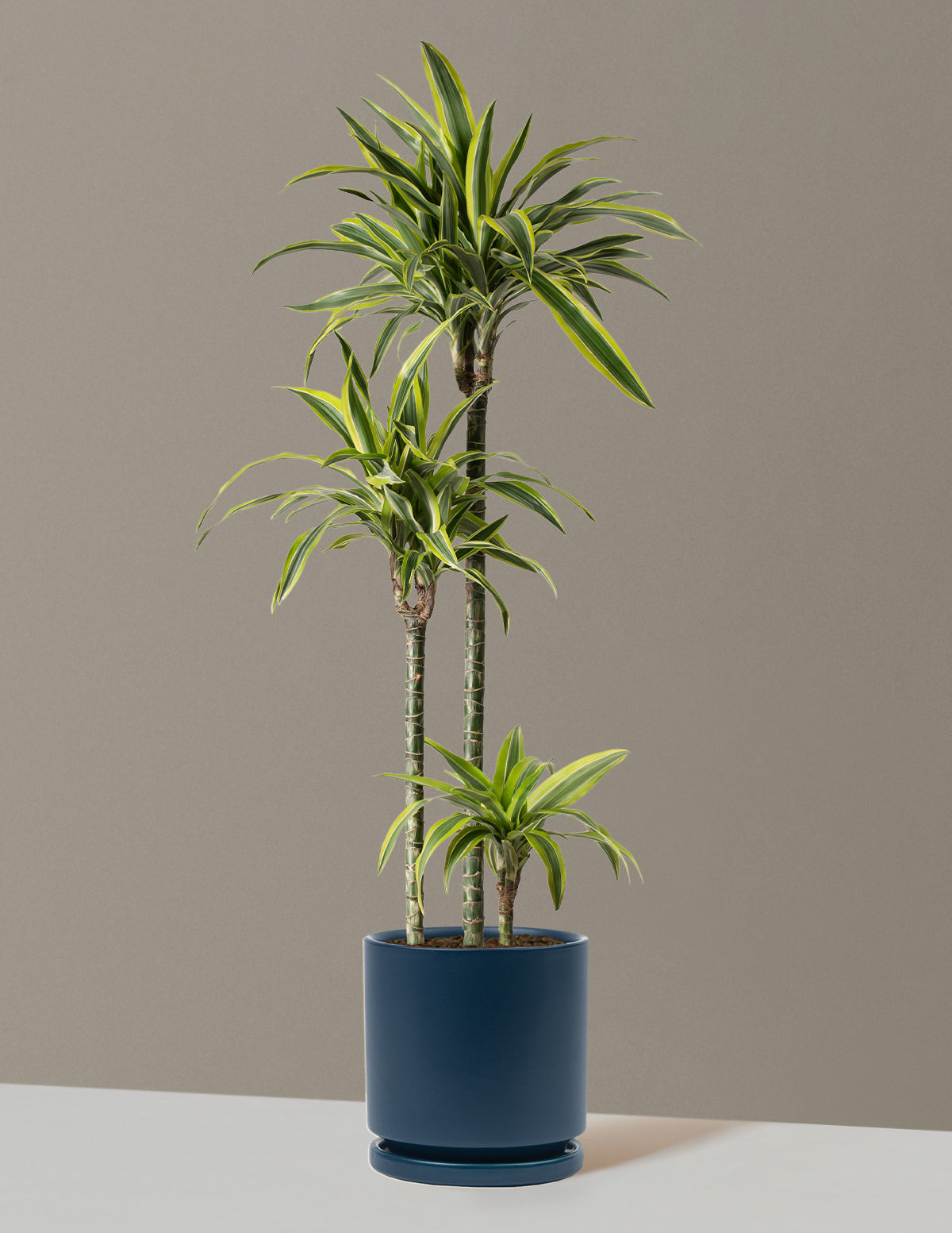 Büyük Boy Dracaena Lemon Lime