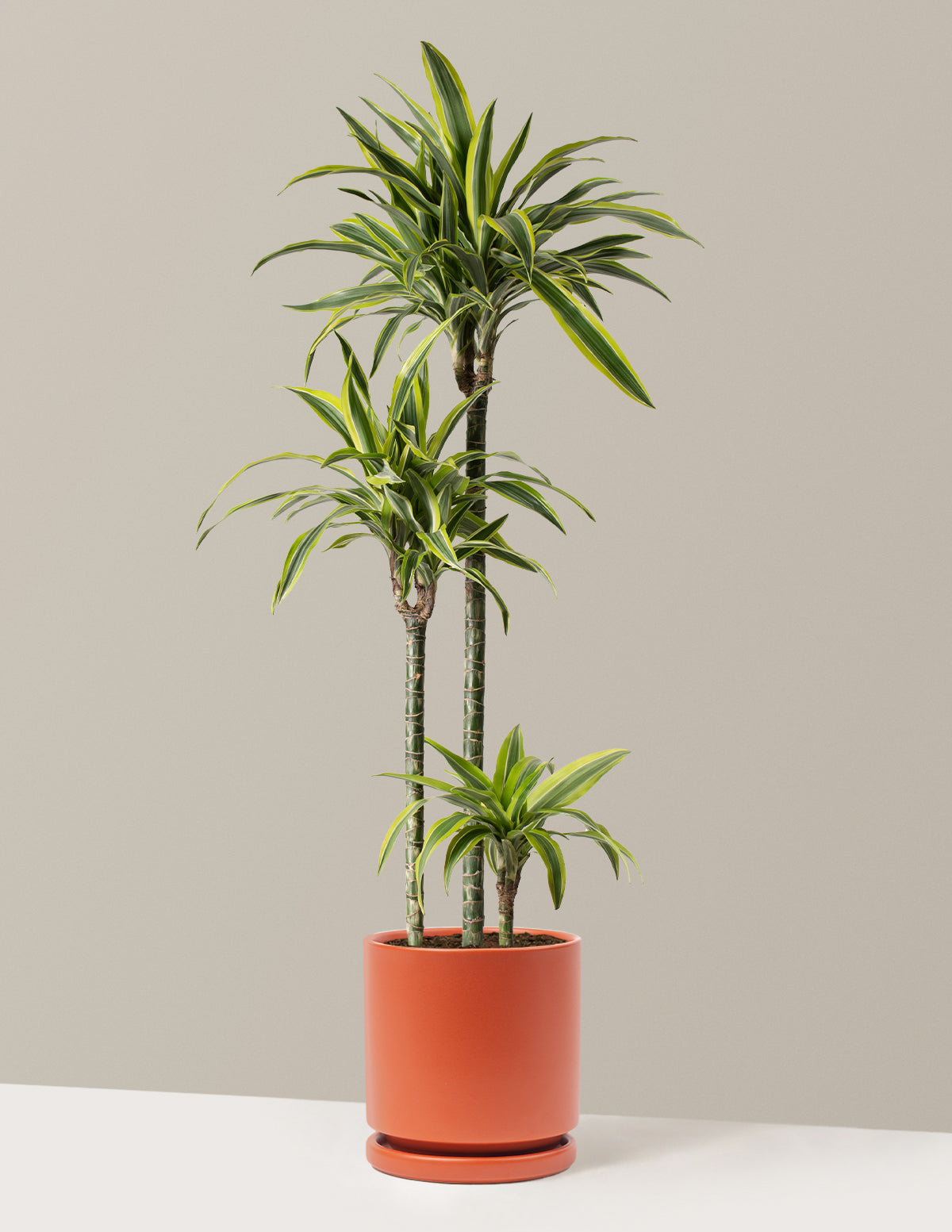 Büyük Boy Dracaena Lemon Lime