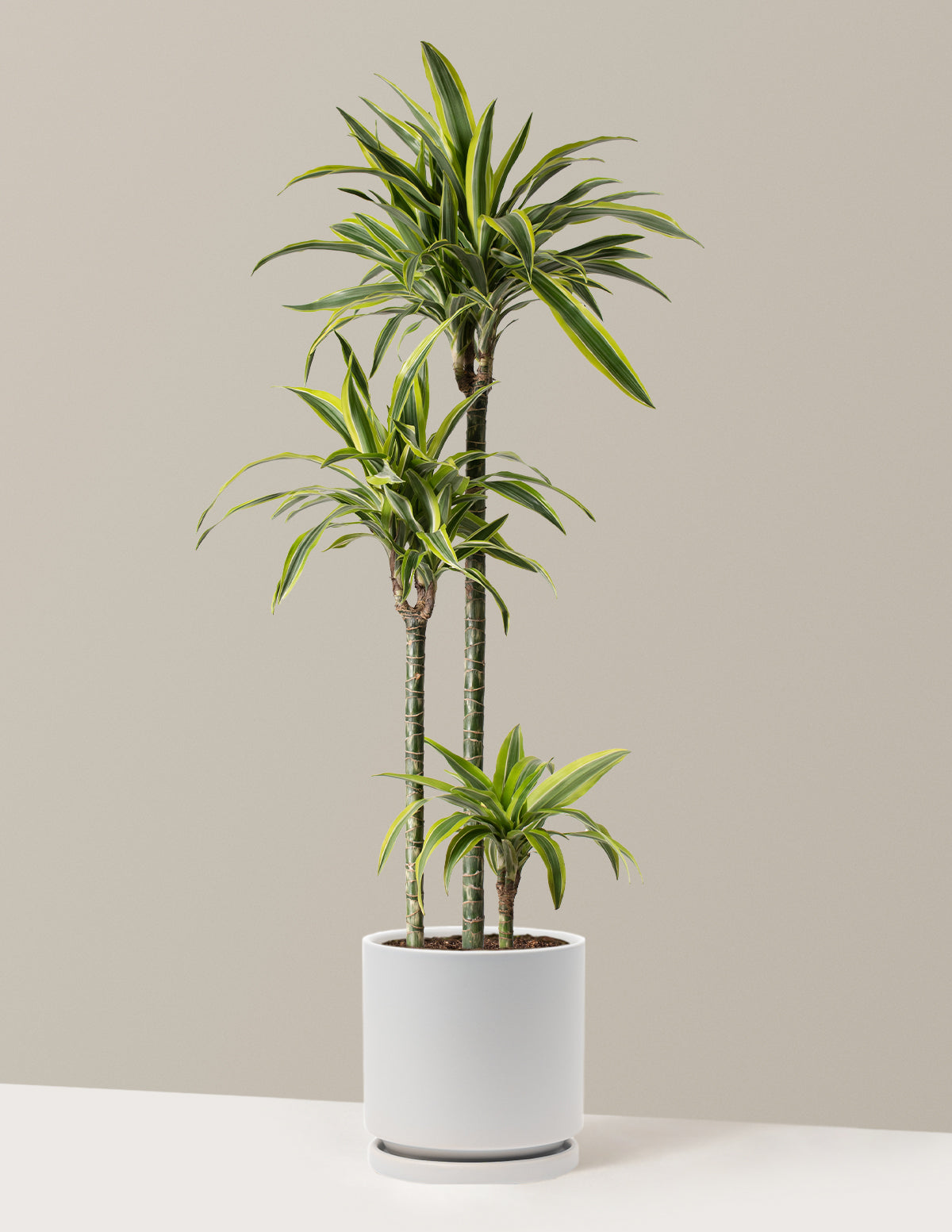 Büyük Boy Dracaena Lemon Lime