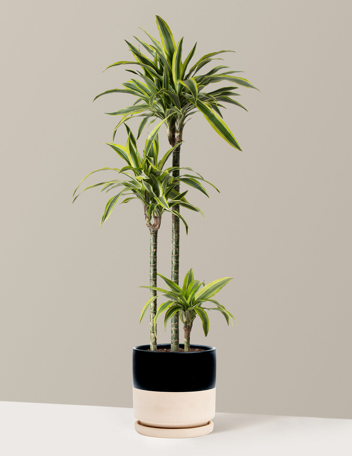 Büyük Boy Dracaena Lemon Lime