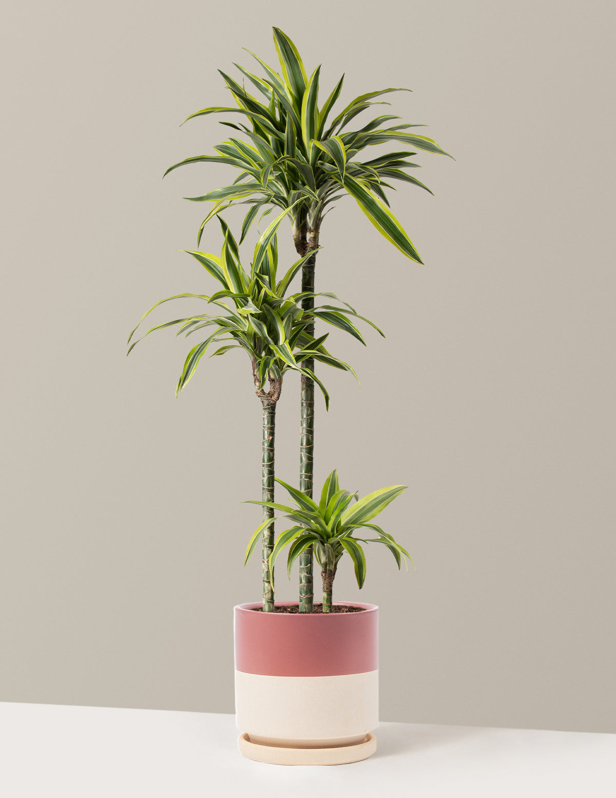 Büyük Boy Dracaena Lemon Lime