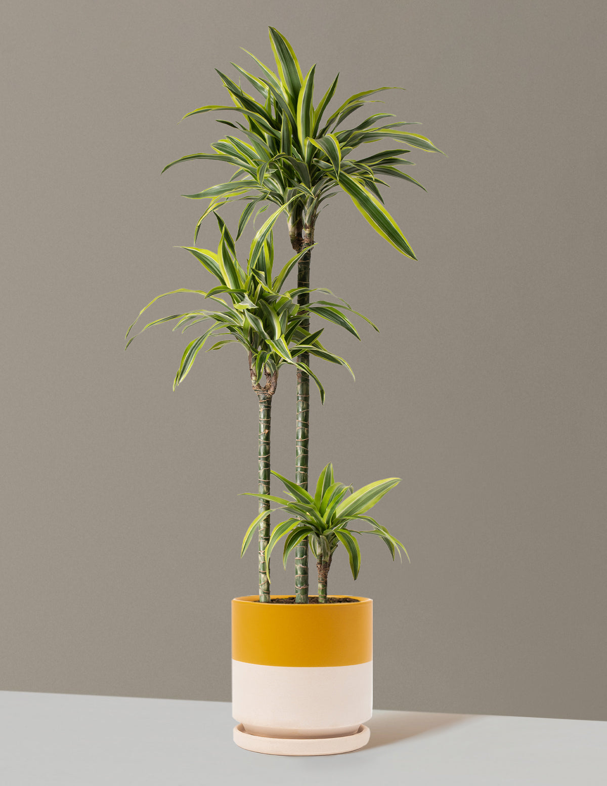 Büyük Boy Dracaena Lemon Lime