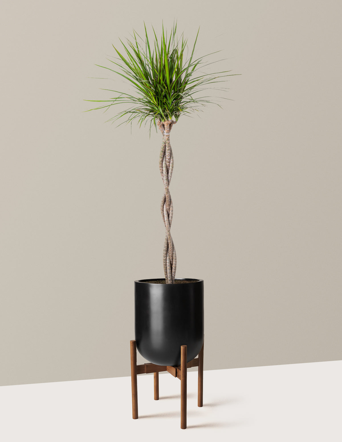 Örgü Gövdeli Dracaena Marginata