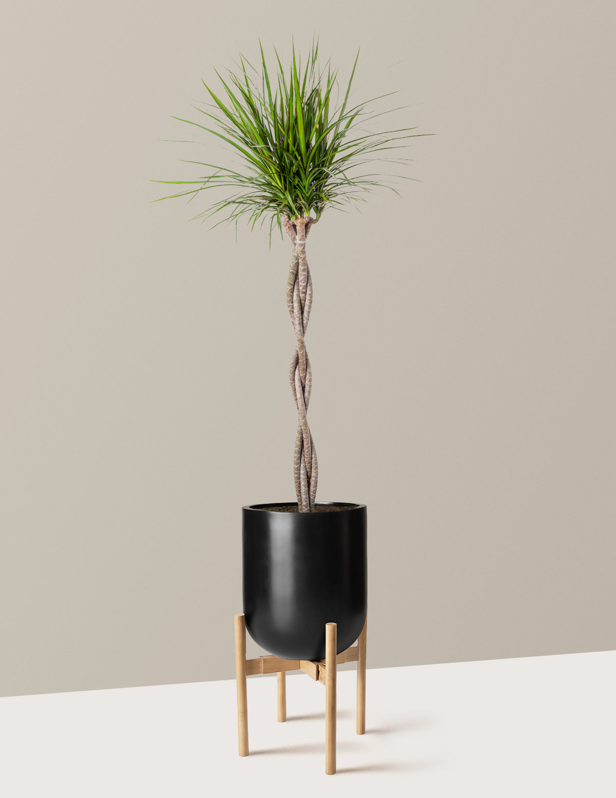Örgü Gövdeli Dracaena Marginata