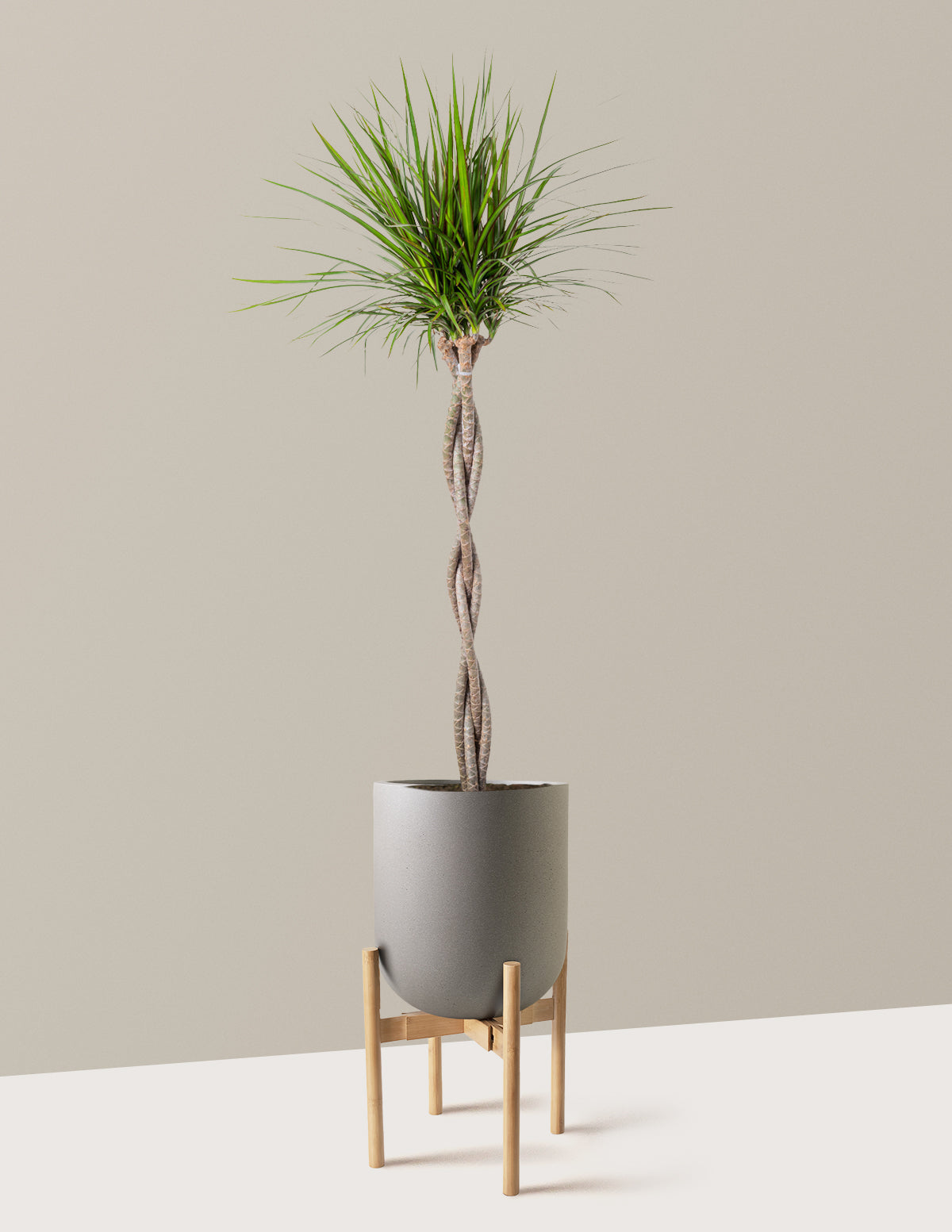 Örgü Gövdeli Dracaena Marginata