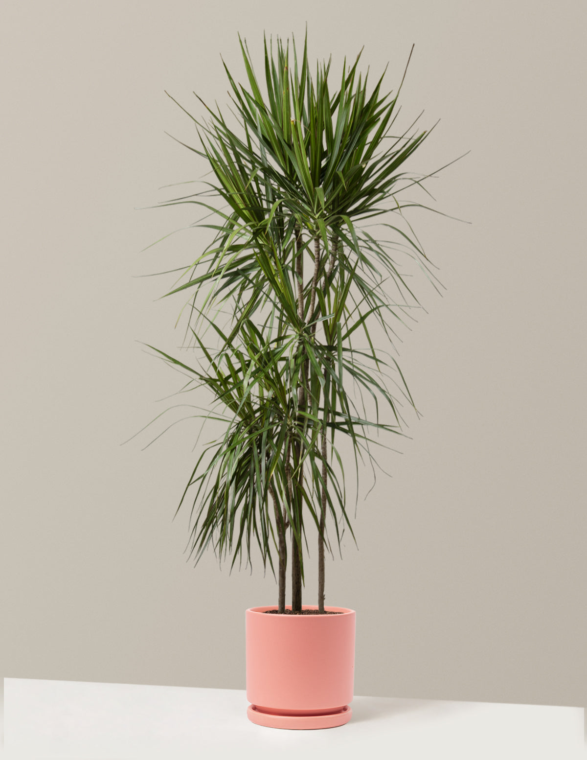 Dracaena Marginata (Ejderha Ağacı)
