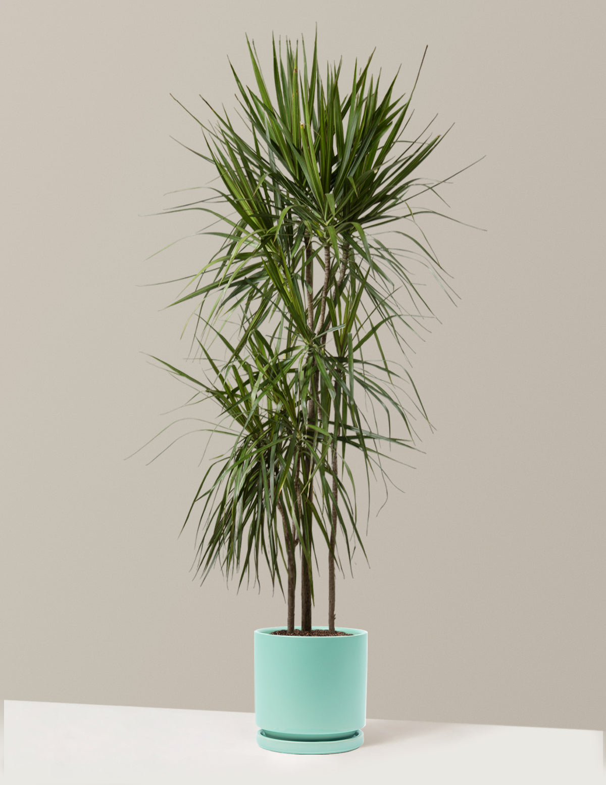 Dracaena Marginata (Ejderha Ağacı)