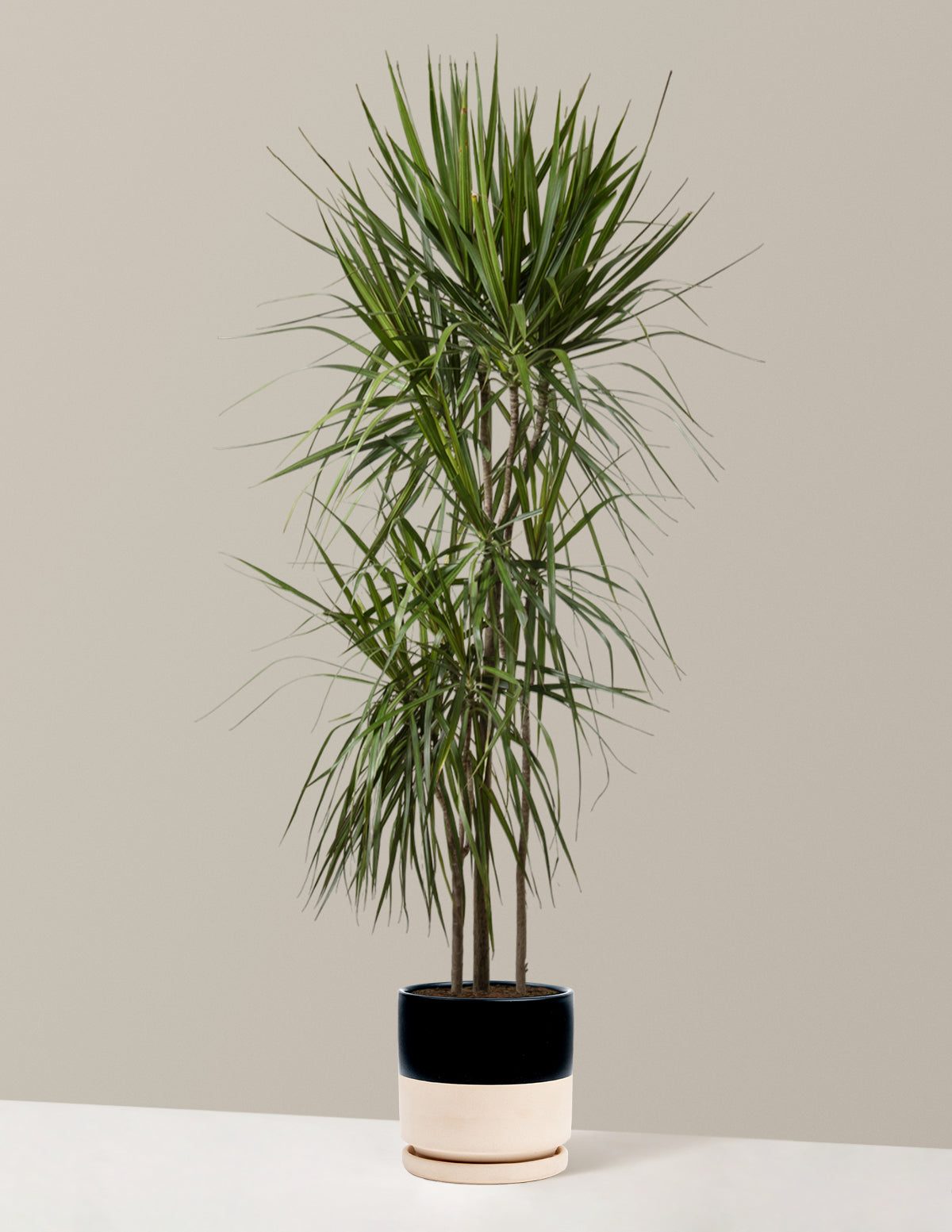 Dracaena Marginata (Ejderha Ağacı)