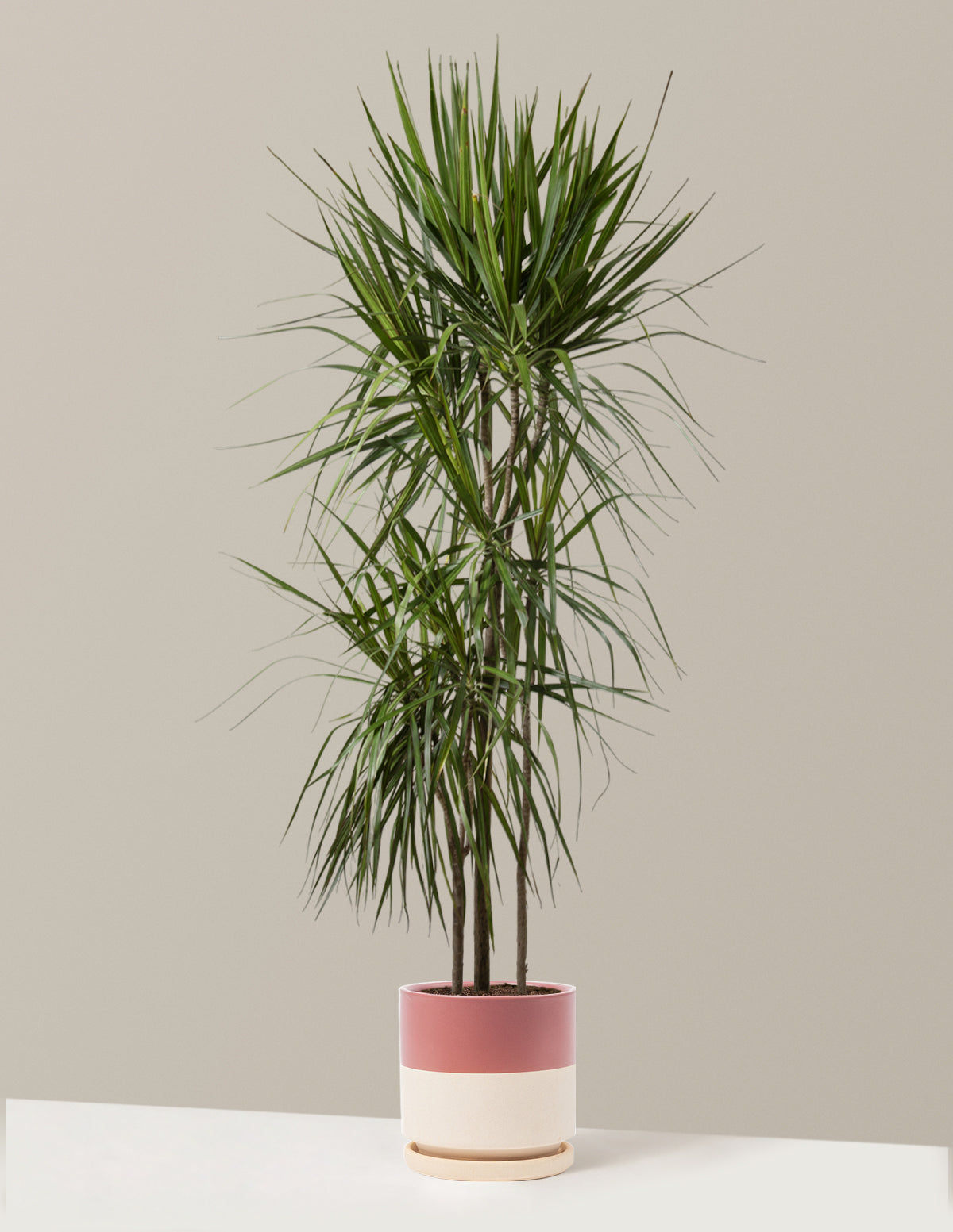 Dracaena Marginata (Ejderha Ağacı)